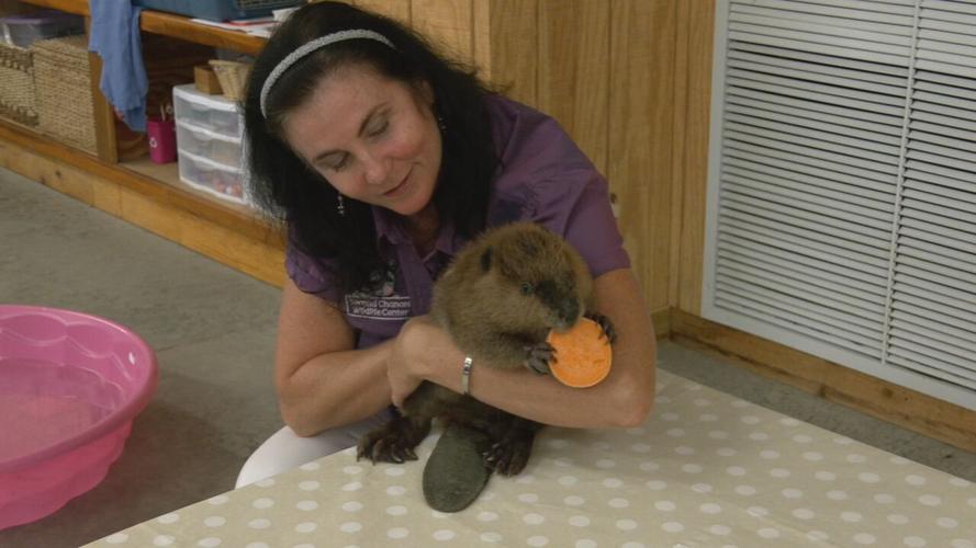 Beaver gender reveal party