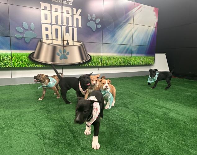 Kentucky Humane Society adoptable puppies