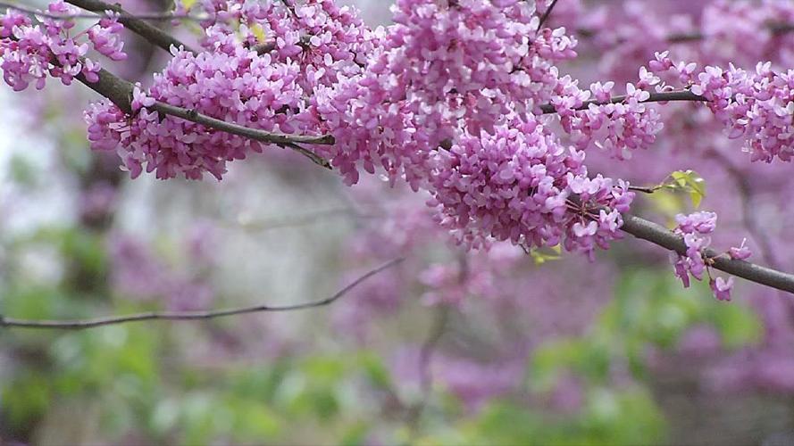 SPRING IN KENTUCKIANA (8).jpg