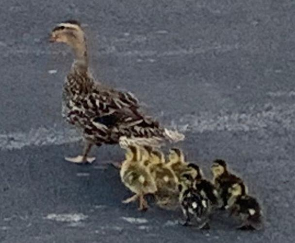 Ducklings rescued by LMPD (June 2019)