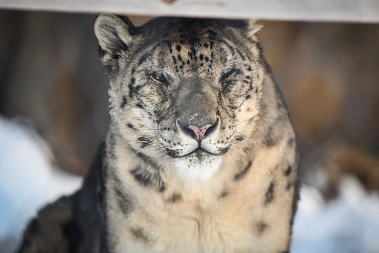 Kimiti snow leopard