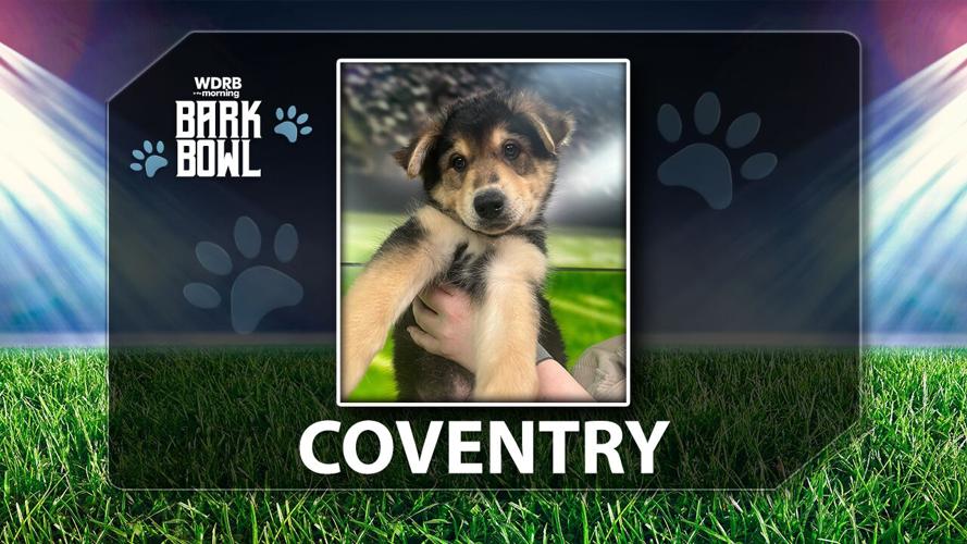 WDRB BARK BOWL - Coventry the Puppy