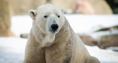 Lee - Polar bear at The Louisville Zoo