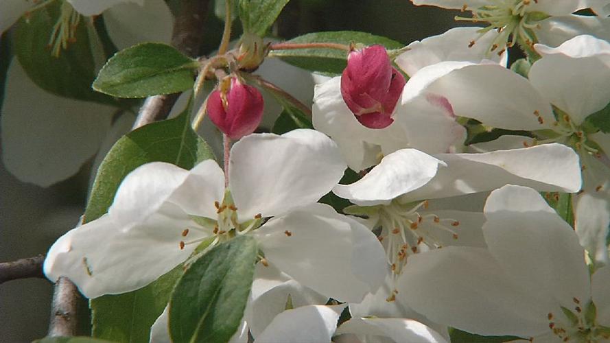 SPRING IN KENTUCKIANA  (1).jpg