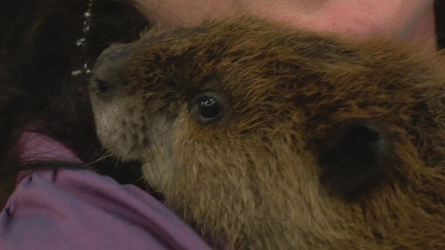 Beaver gender reveal party