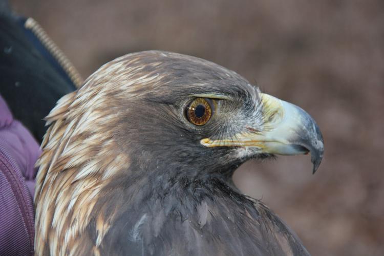 Golden Eagle at Bernheim Forest