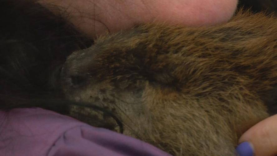 Beaver gender reveal party