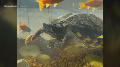 Louisville Nature Center turtle Francis