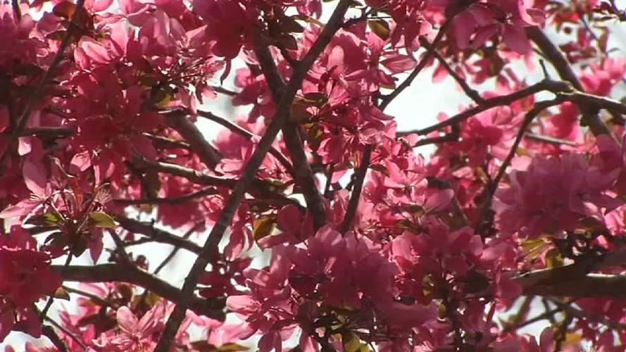 SPRING IN KENTUCKIANA (7).jpg
