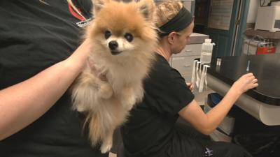 Emergency Veterinary Care worker shortage 7-19-21