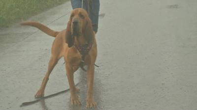 Leitchfield woman leads team of bloodhounds working to solve cold cases