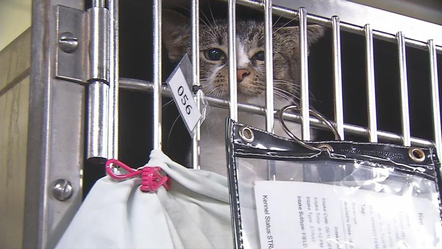 Cat in cage at Louisville Metro Animal Services