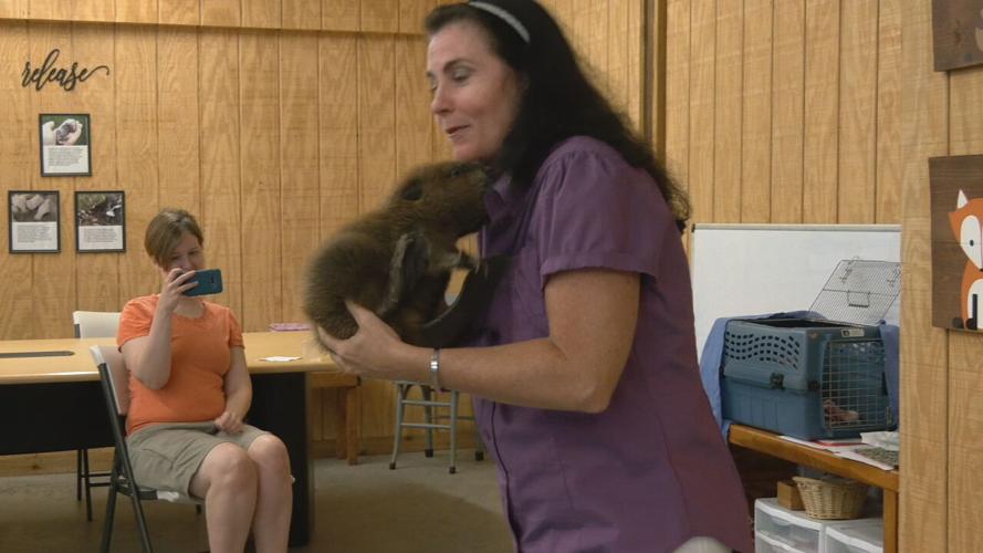 Beaver gender reveal party