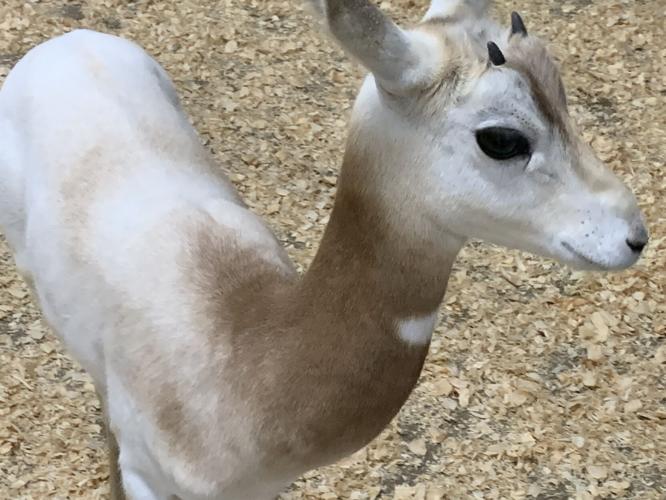 Wilstem Wildlife Park (56).JPG