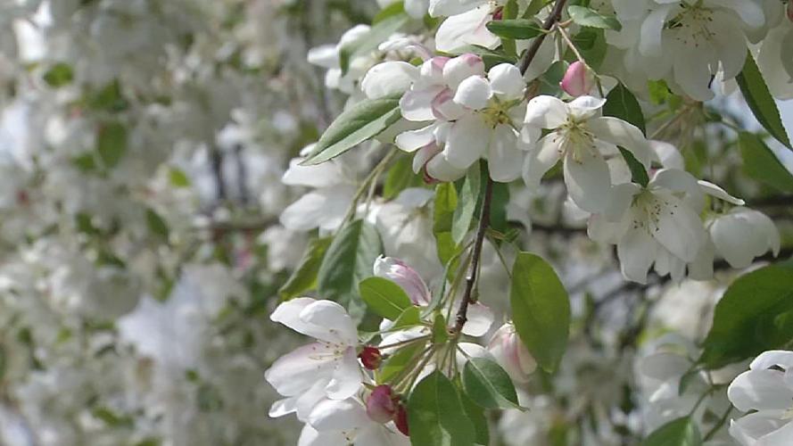SPRING IN KENTUCKIANA (6).jpg