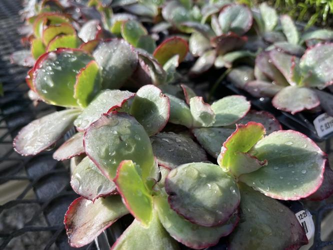 Plants potted inside the Churchill Downs Greenhouse ahead of Derby 149