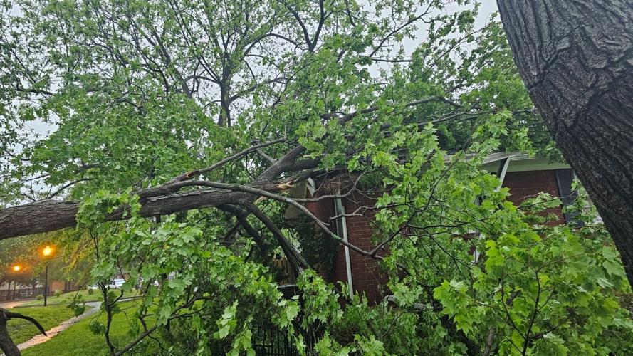 Downed tree at Camp Taylor