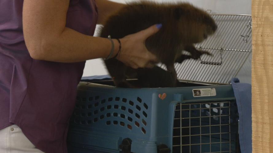 Beaver gender reveal party