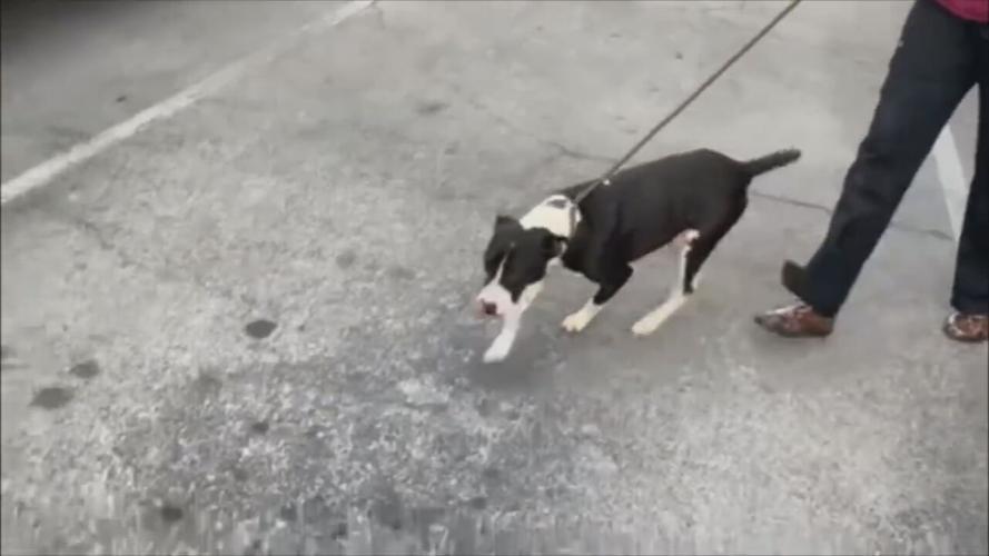 KHS ARKANSAS RESCUE 4.jpeg