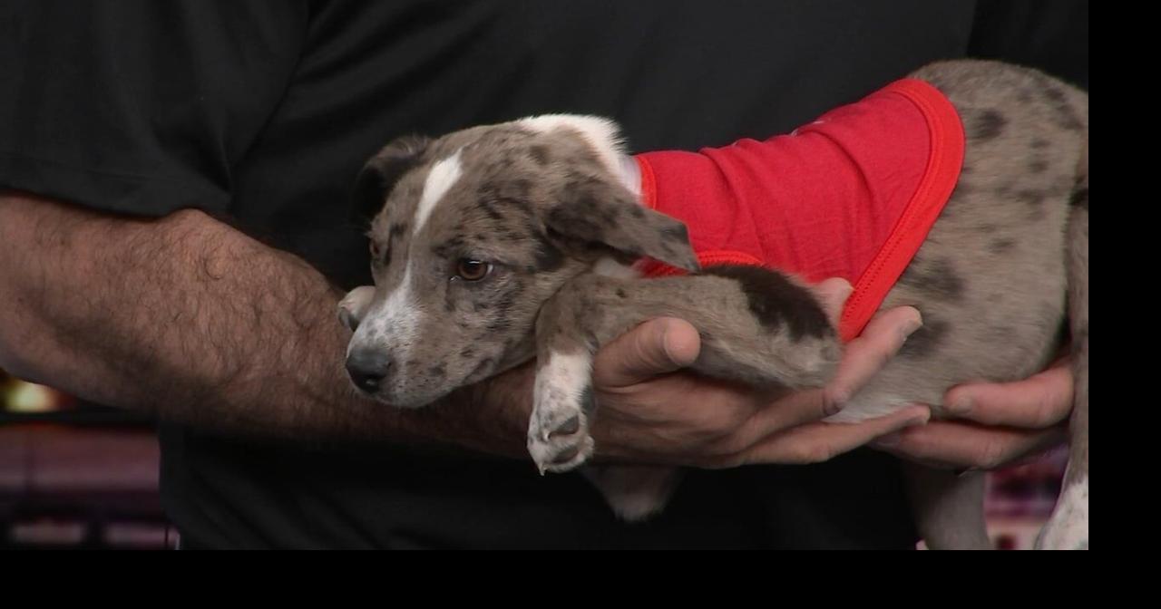 Adorable pups up for adoption this weekend at 4th annual Hammer's Lou Adopts