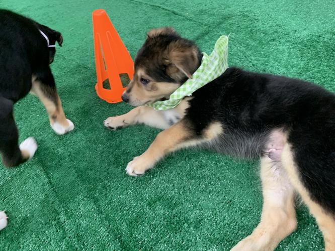 WDRB BARK BOWL 2023   (24).jpg