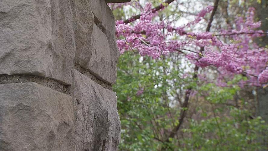 SPRING IN KENTUCKIANA (5).jpg