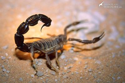 Scorpions Sting Hundreds During Thunderstorms In Egypt