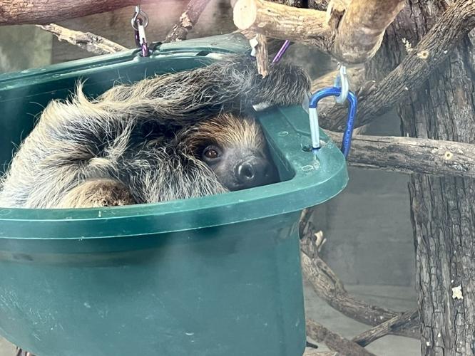 Sloth curls up inside during snow day in Louisville