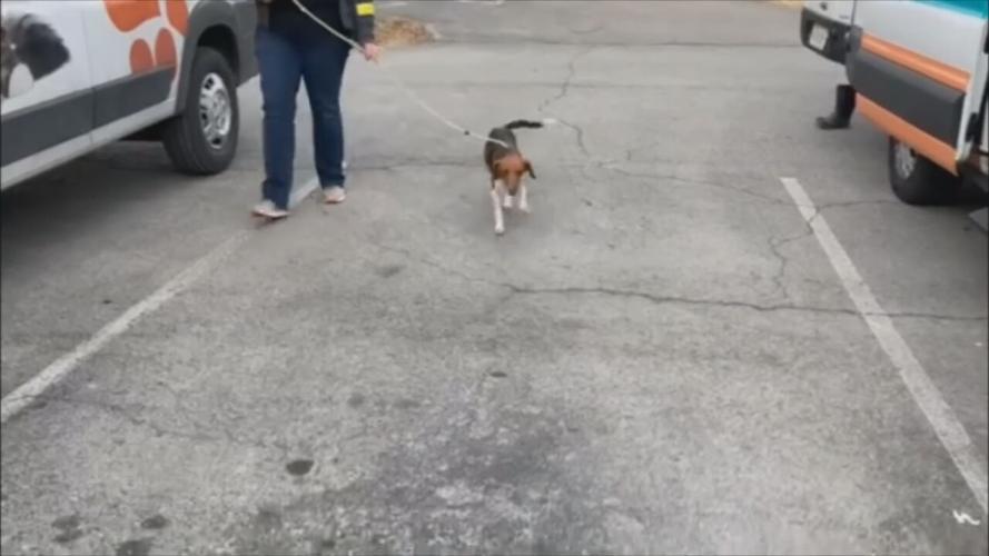 KHS ARKANSAS RESCUE 3.jpeg