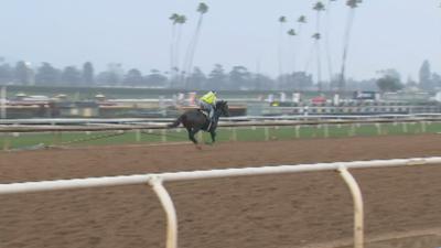 Horse Galloping