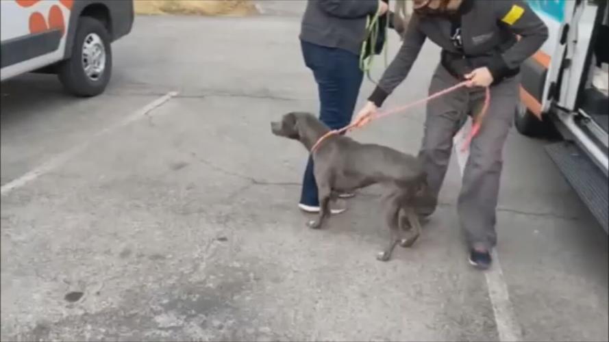 KHS ARKANSAS RESCUE .jpeg