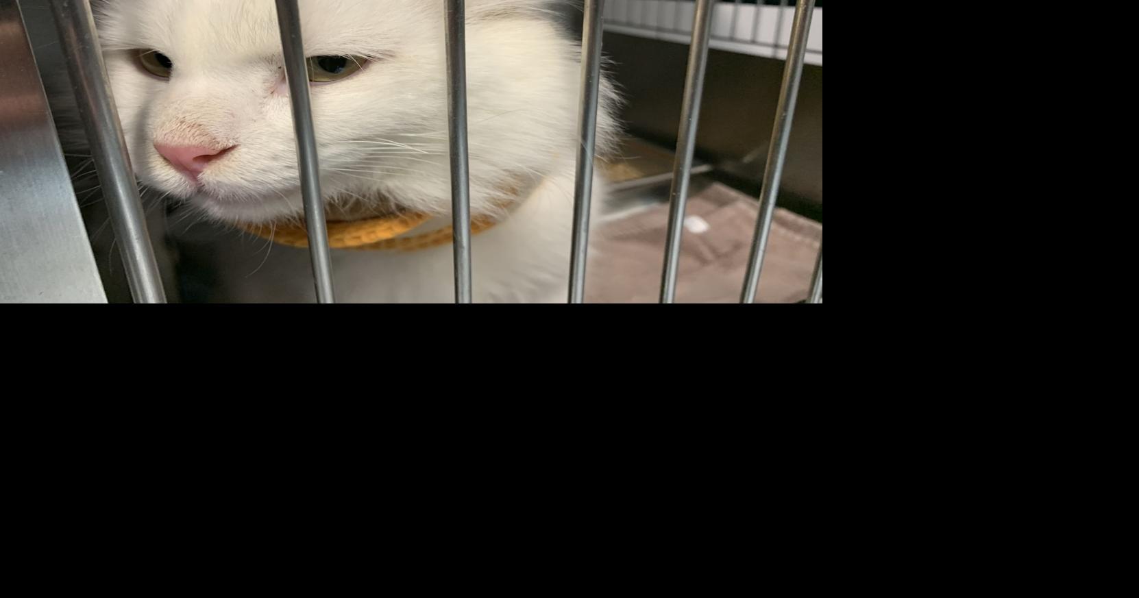 Alley Cat Advocates gallery