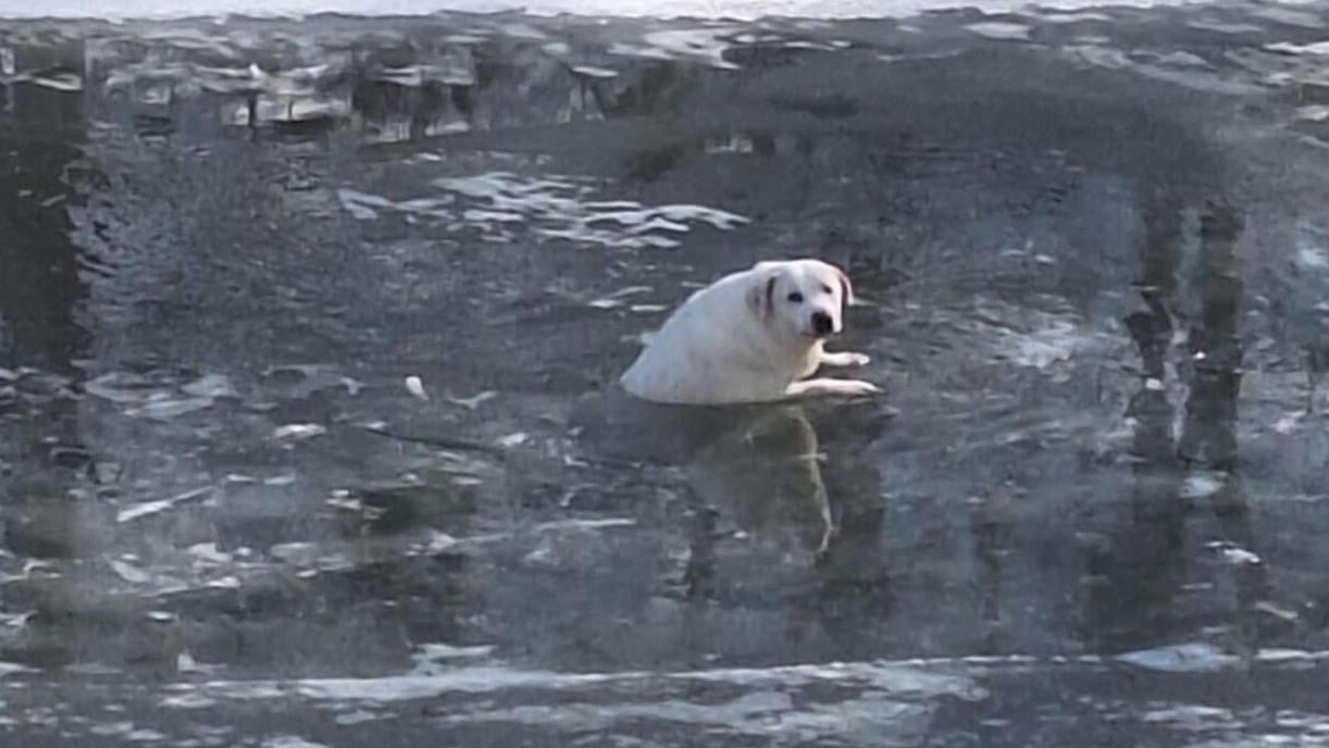 Dino the dog stuck in icy river in North Vernon Indiana - 1.31.25