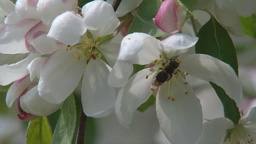 SPRING IN KENTUCKIANA (2).jpg
