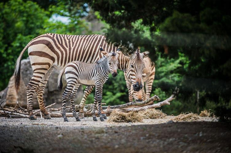 Baby Zebra at Louisville Zoo 4.jpg