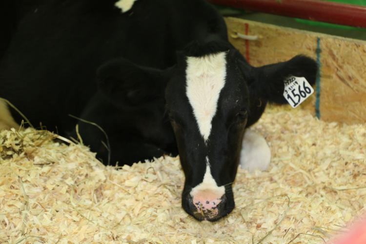 KENTUCKY STATE FAIR 2019 LIVESTOCK - COW (70).jpg
