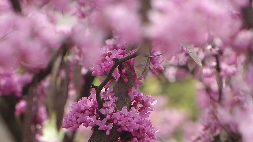 SPRING IN KENTUCKIANA (1).jpg