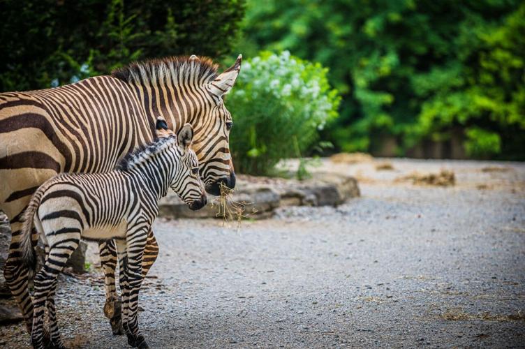 Baby Zebra at Louisville Zoo 3.jpg