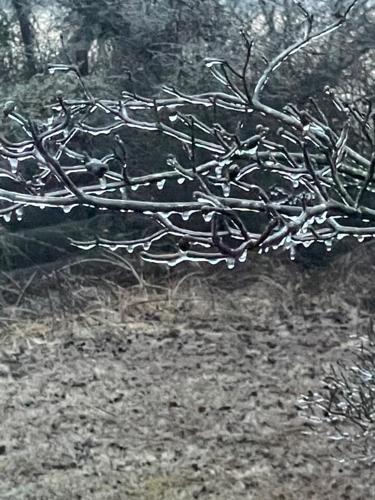 Ice on tree in New Salisbury, Indiana