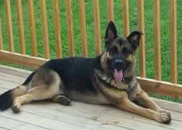 Cooper, the German Shephard dog owned by Ratliff family in Winchester, Kentucky