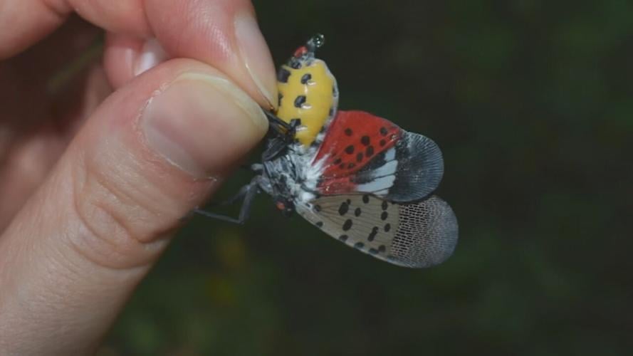 Person holds spotted lanternfly