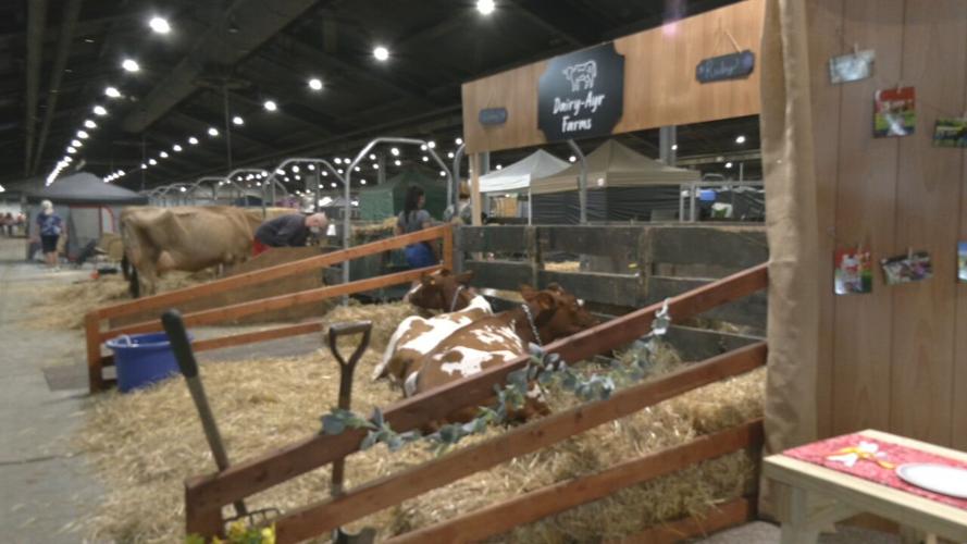 COWS at the Kentucky Fair.jpeg