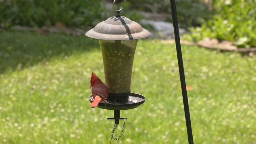 Birdfeeder generic.jpeg