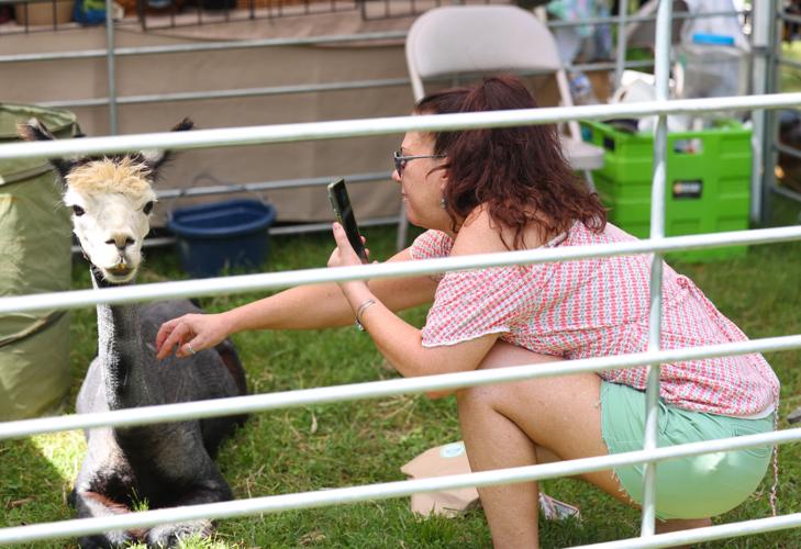 Person pets alpacha at Gardeners Fair.JPG