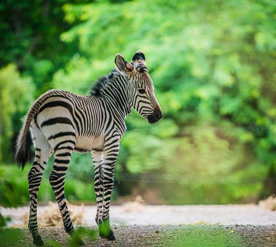 Baby Zebra at Louisville Zoo 2.jpg