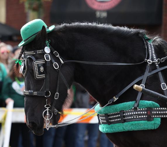 Horse wears green top hat