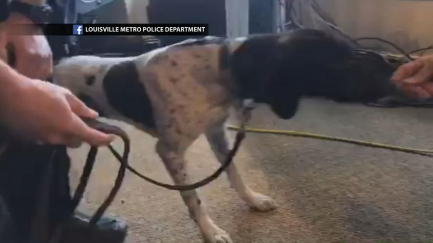 Thunder (new LMPD bomb-sniffing K-9 dog)