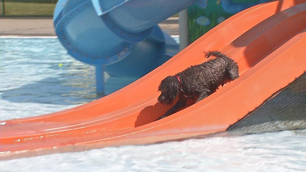 Louisville YMCA to hold sixth annual 'Dog Swim' Community