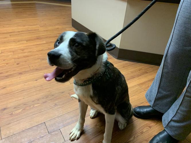 KHS adoptions and tips.jpg