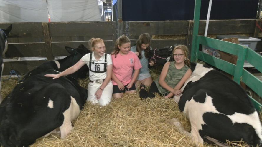 COWS at the Kentucky State Fair.jpeg